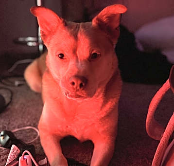 Photo of Loki