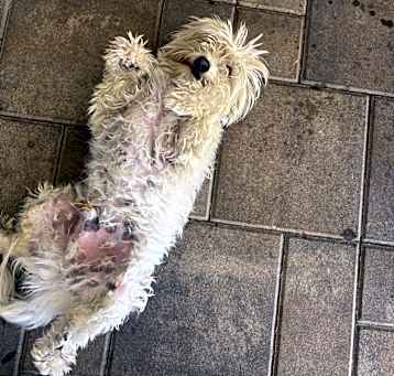 Photo of romeo