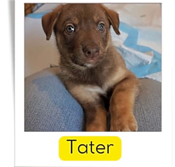 Photo of Tater