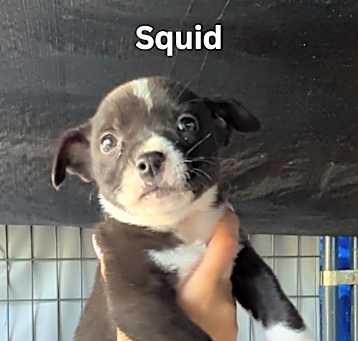 Photo of Squid