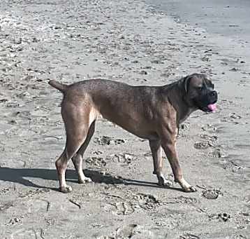 Photo of Canella