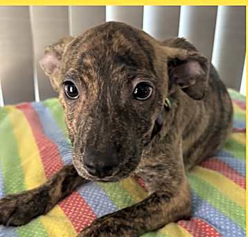 Photo of HARLEY – 4 MONTH WHIPPET MIX
