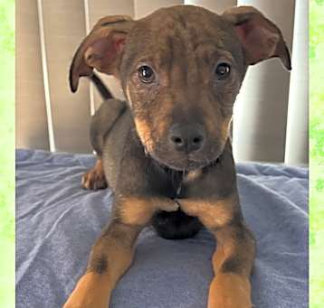 Photo of GUS – 4 MONTH WHIPPET MIX
