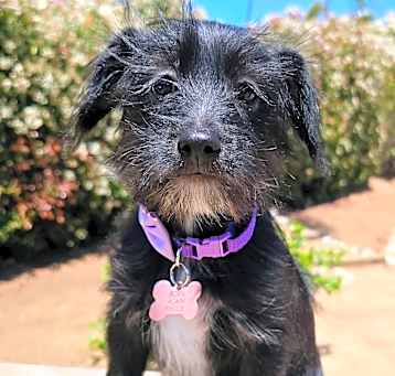 Photo of Daisy