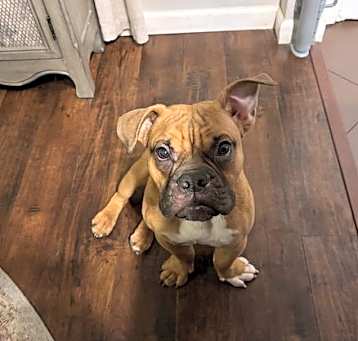 Photo of Juniper
