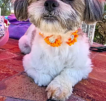 Photo of Bridgette