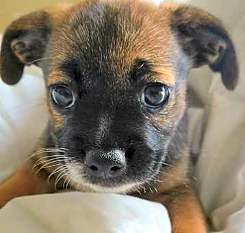 Photo of Daffodil