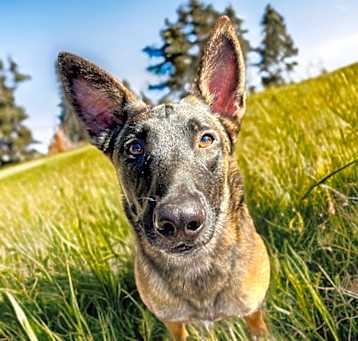 Photo of Duke