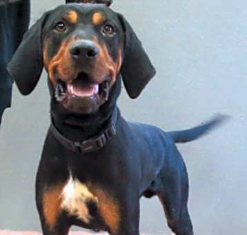 Photo of Maverick