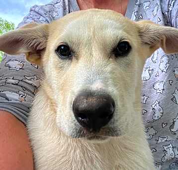 Photo of Chopper Be Woods Litter