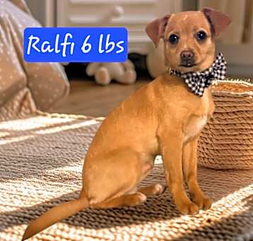 Photo of Ralfie