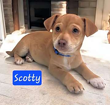 Photo of Scotty