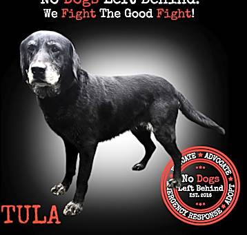 Photo of Tula 7410