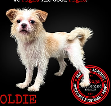 Photo of Goldie 3987