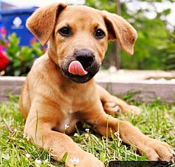 Photo of Honey