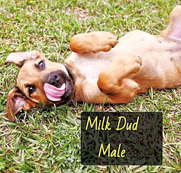 Photo of Milk Dud