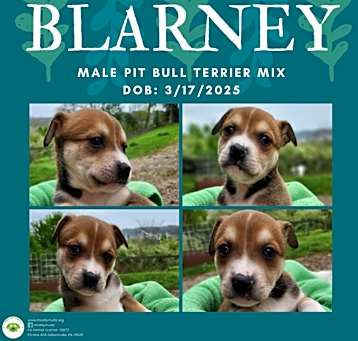 Photo of Blarney