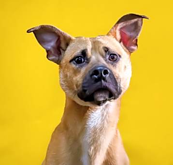 Photo of Mocha*