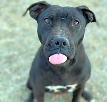 Photo of Onyx
