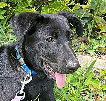 Photo of PUPPY LOLA
