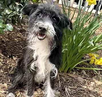 Photo of Sebastian Schnauzer Mix