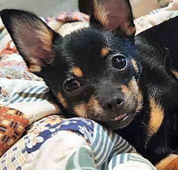 Photo of Chihuahua Mix Charlie