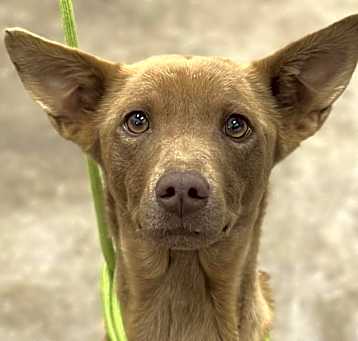 Photo of Finest Chocolate Fox IN FOSTER & HOUSE TRAINED!