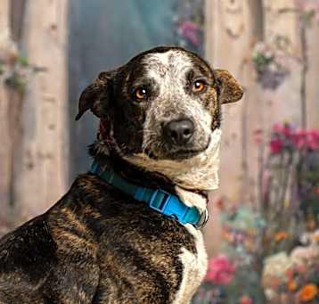 Photo of Xena