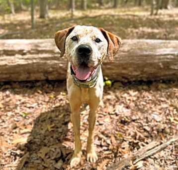 Photo of Goose