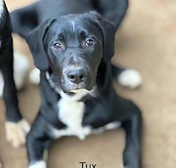 Photo of Tux