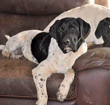 Photo of Dot