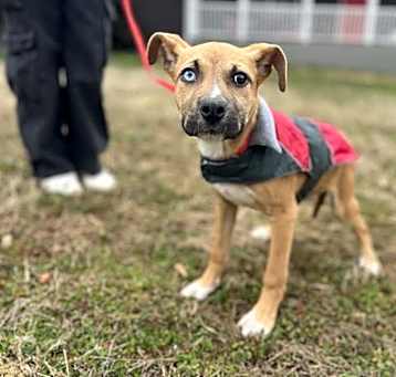 Photo of Ranger