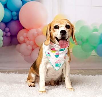 Photo of Rosie (Bonded with Ruby)