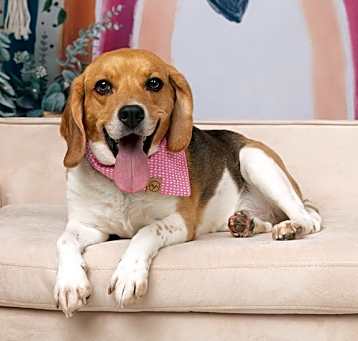 Photo of Ruby (Bonded with Rosie)