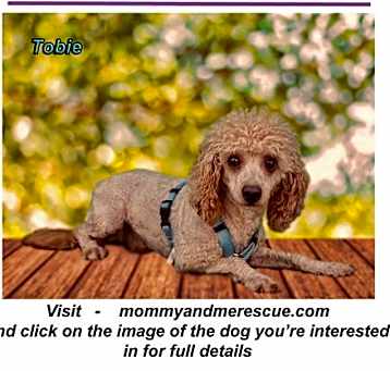 Photo of Tobie