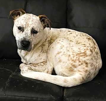 Photo of Cooper