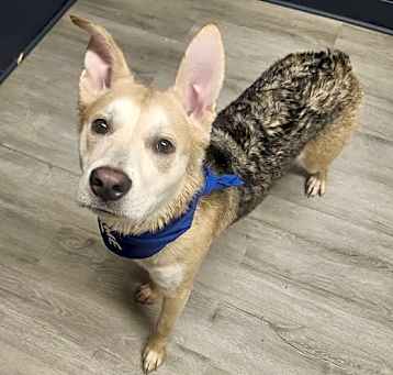 Photo of Shiloh