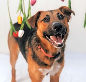 Photo of Jasmine $450
