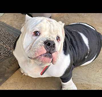 Photo of Barkley