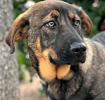 Photo of Cadet