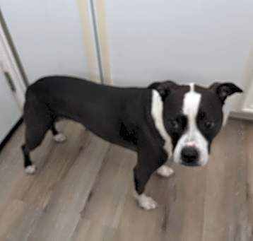 Photo of Luna