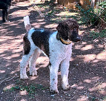 Photo of Dax