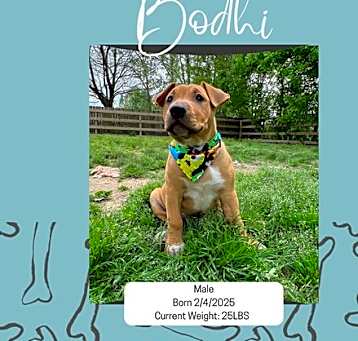 Photo of Bodhi