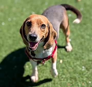 Photo of Duke 25-2208
