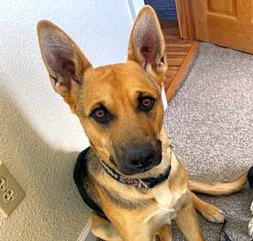 Photo of Ruger