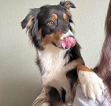 Photo of Piper