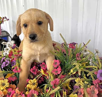 Photo of Tutti