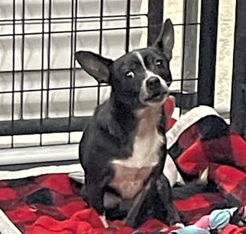 Photo of Mocha