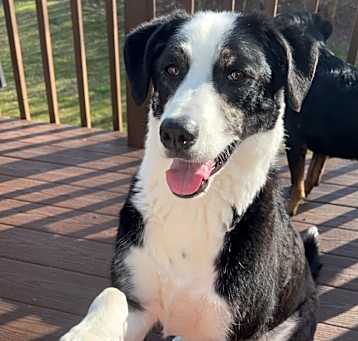 Photo of Buzz