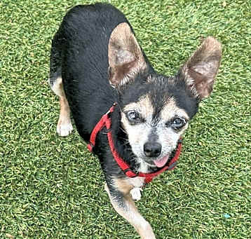 Photo of Pinky